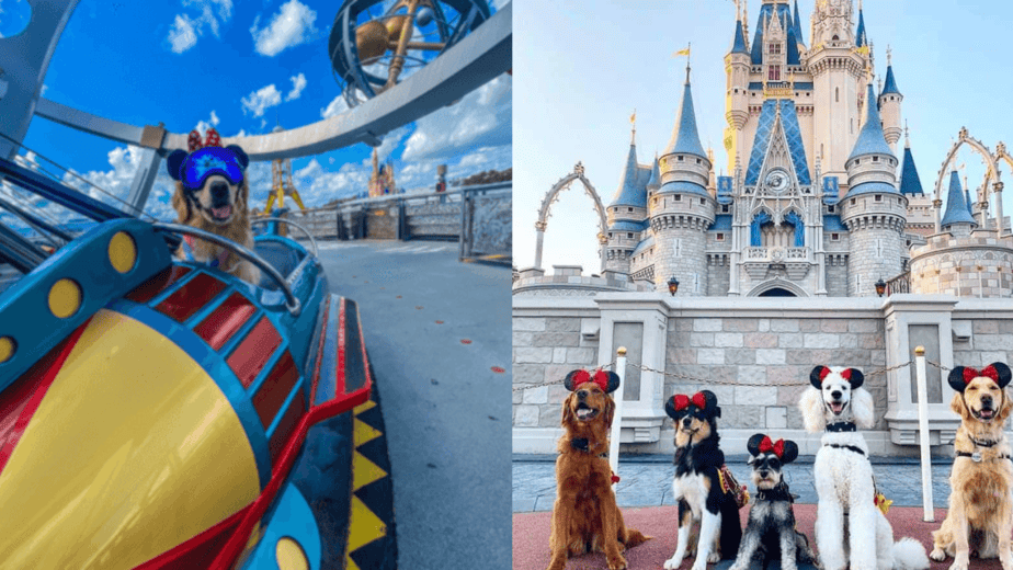 Dog-Friendly Disney Rides Currently Being Tested | Mouse Trap News